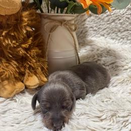 Winston - Blue and tan male Dachshund puppy in Gerber, California from Red Dirt Doxies