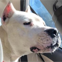 Nahuel - Dogo Argentino