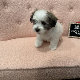 Darla - White Coton de Tulear puppy in Surprise, Arizona from Lizzy’s Tribe