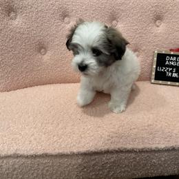Darla - White Coton de Tulear puppy in Surprise, Arizona from Lizzy’s Tribe