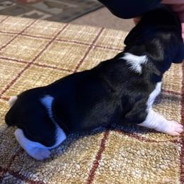 Yellow - Black and white female German Shorthaired Pointer puppy in Wadena, Minnesota from Helmbrecht GSP's