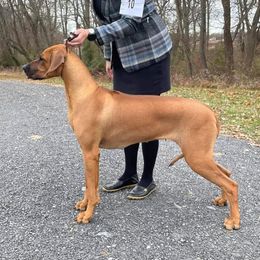 Rhodesian Ridgeback Puppies from Supernova Ridgebacks