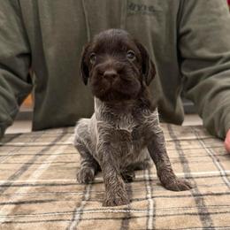Boy 7 (Winston) - Brown and gray male Wirehaired Pointing Griffon puppy in Shelley, Idaho from Western Gundogs