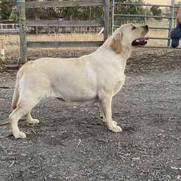 Shallow - Labrador Retriever