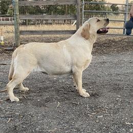 Shallow - Labrador Retriever