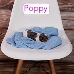 Poppy - Tri-color female Cavapoo puppy in Calhoun, Georgia from Happy Top Doodles