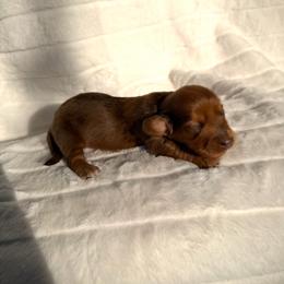 Red dapple girl - Dapple female Dachshund puppy in Wilton, California from Ranch Raised Doxies