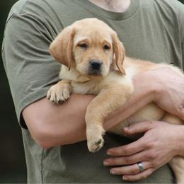 Ingrid Bergman - Yellow female Labrador Retriever puppy in Morriston, Florida from Penny Lane Labradors