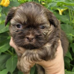 Chocolate boy tan points - Chocolate and tan male Shih Tzu puppy in Vinita, Oklahoma from Locust Creek Shih Tzu & Havanese