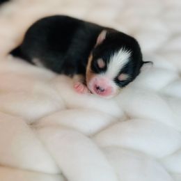 Boy 1 - Black and white male Pomsky puppy in Greencastle, Indiana from JDpomskies