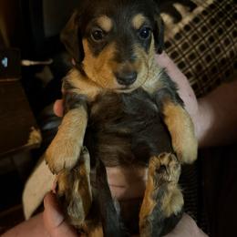 Chelsey - Wild  boar and tan female Dachshund puppy in Edinburg, Virginia from Hunter Lane Dachshunds