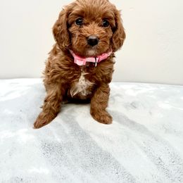 Cavapoo Puppies from PuppybuddyUSA