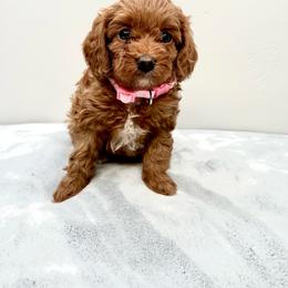 Cavapoo Puppies from PuppybuddyUSA