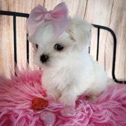PIXIE - White female Maltese puppy in Orlando, Florida from Denise’s Puppies