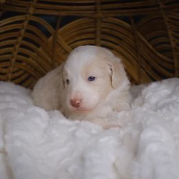 Orion - Apricot male Aussiedoodle puppy in Pomona, California from Socal Aussiedoodles
