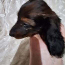 Bug - Red male Dachshund puppy in Liberty, North Carolina from Heavenly Doxies