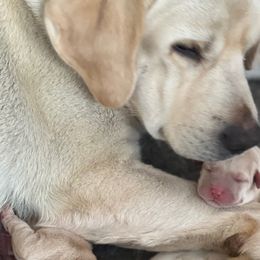 Story - Labrador Retriever