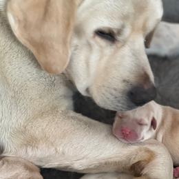 Story - Labrador Retriever