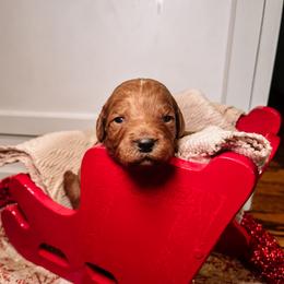 F1B Toy Goldendoodle Daisy - Red  female Goldendoodle puppy in Redding, California from Casa Delarosa Poodles & Doodles Collective