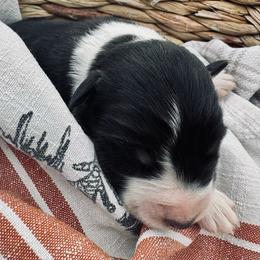 Boy 5 - Black tri-color male Australian Shepherd puppy in Berne, Indiana from White Silo Aussies