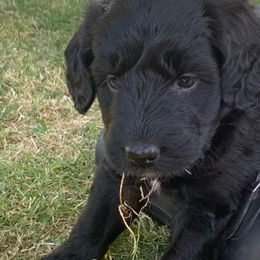 Aussiedoodle Puppies from Seattle Aussiedoodles