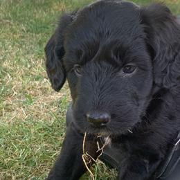 Aussiedoodle Puppies from Seattle Aussiedoodles
