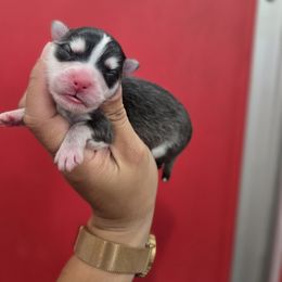 Ponderosa - Black and white female Pomsky puppy in Mc Callsburg, Iowa from SZ Rolling Acres LLC