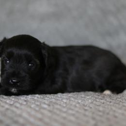 Malik - Black male Miniature Schnauzer puppy in Tremonton, Utah from Rocky Mountain Schnauzer