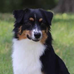 Miniature American Shepherds from Circle J Miniature American Shepherds