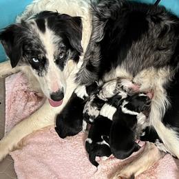 "Here we go again." Border Collie Puppies from Roaring River Border Collies