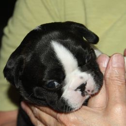 Boston Terrier Puppies from J-Orin