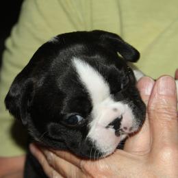 Boston Terrier Puppies from J-Orin