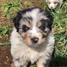 Australian Shepherd All Grown Up from K & R Australian Shepherds
