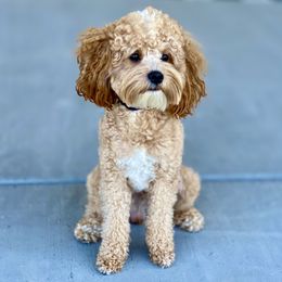 Toby - Cavapoo
