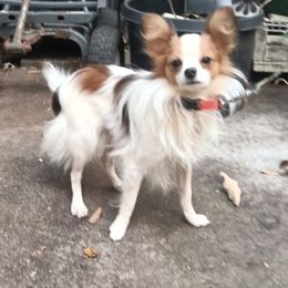 Gary - White and red male Papillon puppy in Fulton, Missouri from Papillon Love