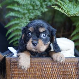 Pete - Black and tan male Cavalier King Charles Spaniel puppy in Lula, Georgia from Cavaliers by Crumley