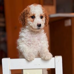 Clove - Parti female Goldendoodle puppy in Urbana, Illinois from ZaraDoodles