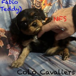 Fabio - Black and tan male Cavalier King Charles Spaniel puppy in Leonard, Michigan from CoLo Cavaliers