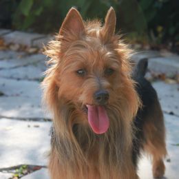 Australian Terrier puppies from Djinda Australian Terriers