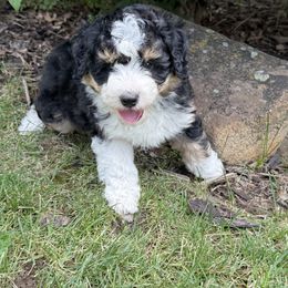 Boy 3 - male Aussiedoodle puppy in Colbert, Washington from Bright Aussiedoodles