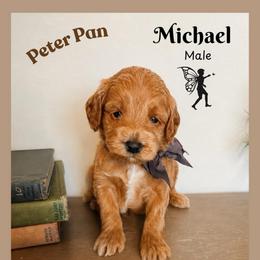 Michael - Red  male Goldendoodle puppy in Hilton, New York from The House of Goldendoodle
