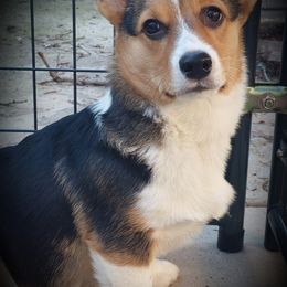 Pembroke Welsh Corgi Puppies from CB Corgis