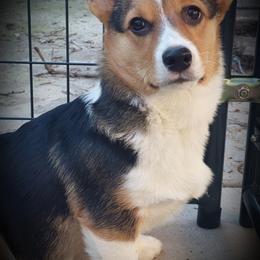 Pembroke Welsh Corgi Puppies from CB Corgis