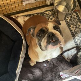 Ellie - Bulldog