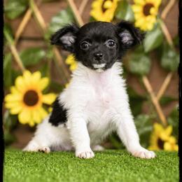 Jade - Black and white male Chihuahua puppy in Demorest, Georgia from Sourpatch Chihuahuas