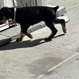 Doberman Pinscher Puppies from Ocean’s Breeze Doberman Pinschers