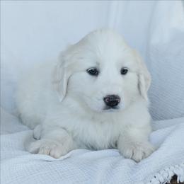 Girl 5 Sage - White female Great Pyrenees puppy in Yakima, Washington from Naches Heights Ranch