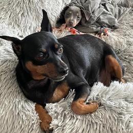 Miniature Pinschers from Whispering Winds Farms Family Min Pins