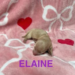 Elaine - Cream female Dachshund puppy in Sherwood, Michigan from Patrick's Puppies