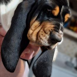 Doris - Black brown and white female Basset Hound puppy in Mack's Creek, Missouri from Mack's Creek Basset Hounds